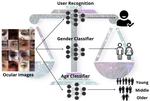 Investigating Fairness of Ocular Biometrics Among Young, Middle-Aged, and Older Adults